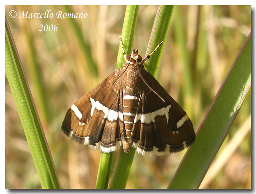 Hymenia recurvalis, una bella Pyralidae cosmopolita